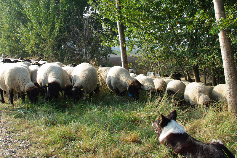huifkar-schapen